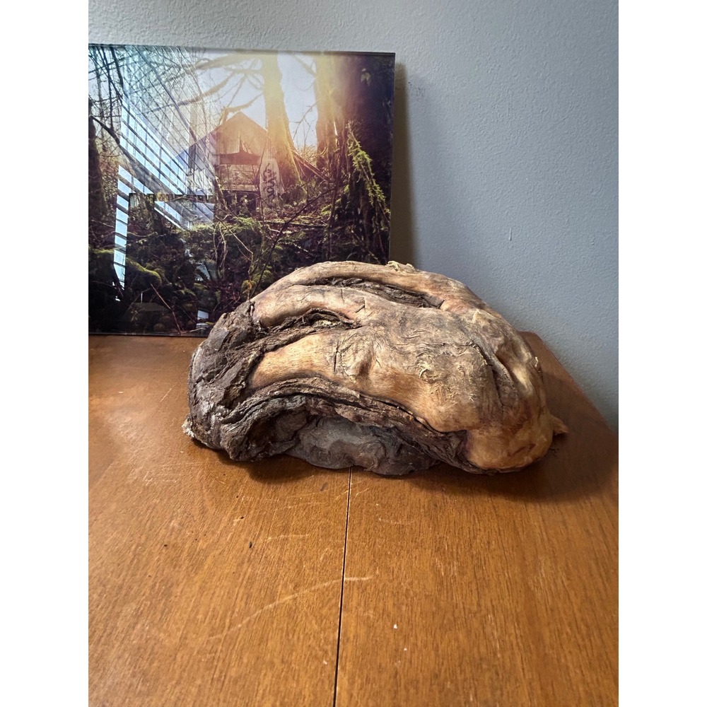 Natural Raw Wood Burl Specimen Rustic Decorative Log Live Edge Sculpture 7.5 In